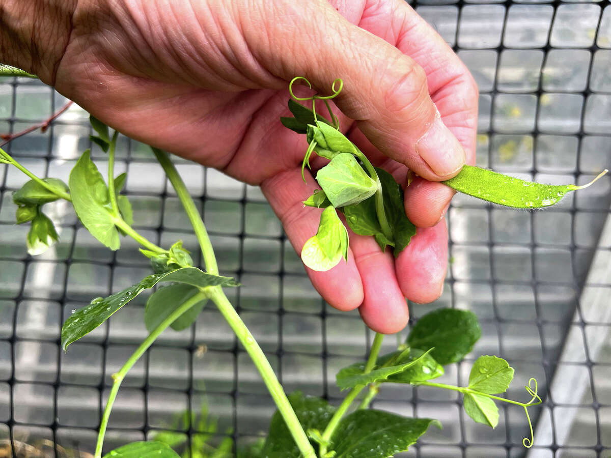 Taking snap peas before they develop peas in the pod will keep the plant flowering and producing.