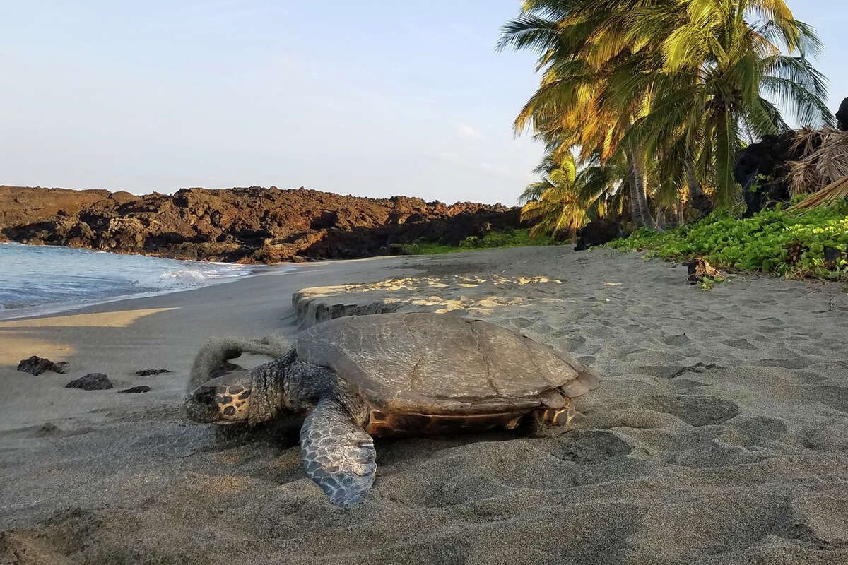 Pohue Bay is a critical habitat for many endangered species like the Honuea (Hawaiian hawksbill turtle). In July, Pohue Bay was purchased by the Trust for Public Land and transferred to the National Park Service. It's now part of the Hawaii Volcanoes National Park. 