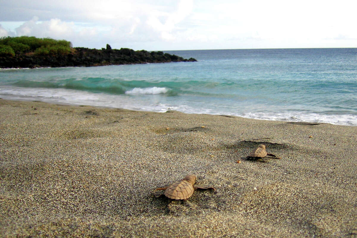 Hawaiian hawksbill turtle hatchlings make their way to the water, on the beach of Pohue Bay.