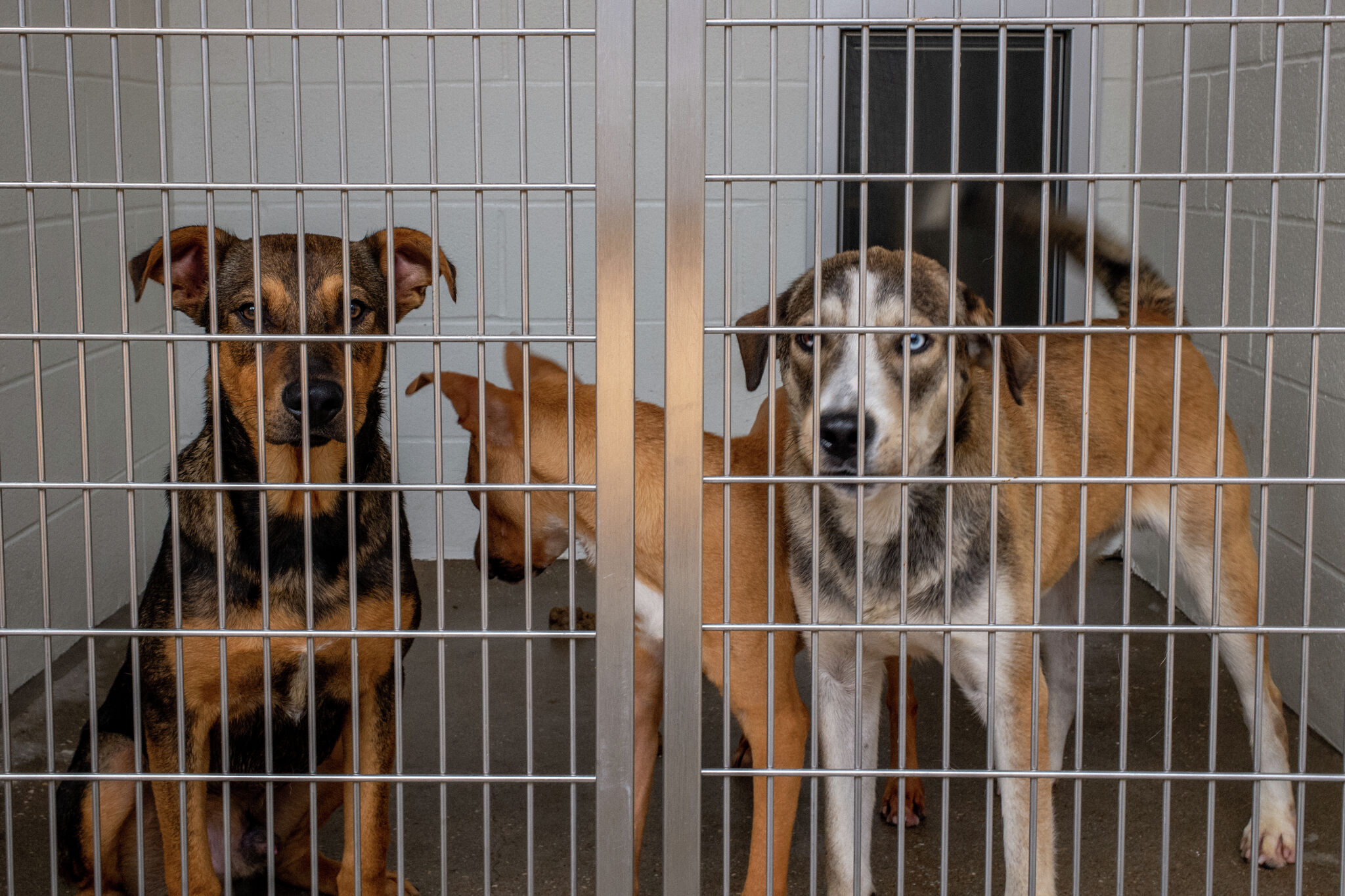 Texas city responds to animal shelter lacking food, water