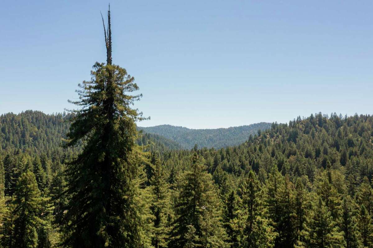 The Clar Tree is seen in Sonoma County. The county’s tallest redwood tree is at the heart of a debate about logging at a site on the Russian River near Guerneville.