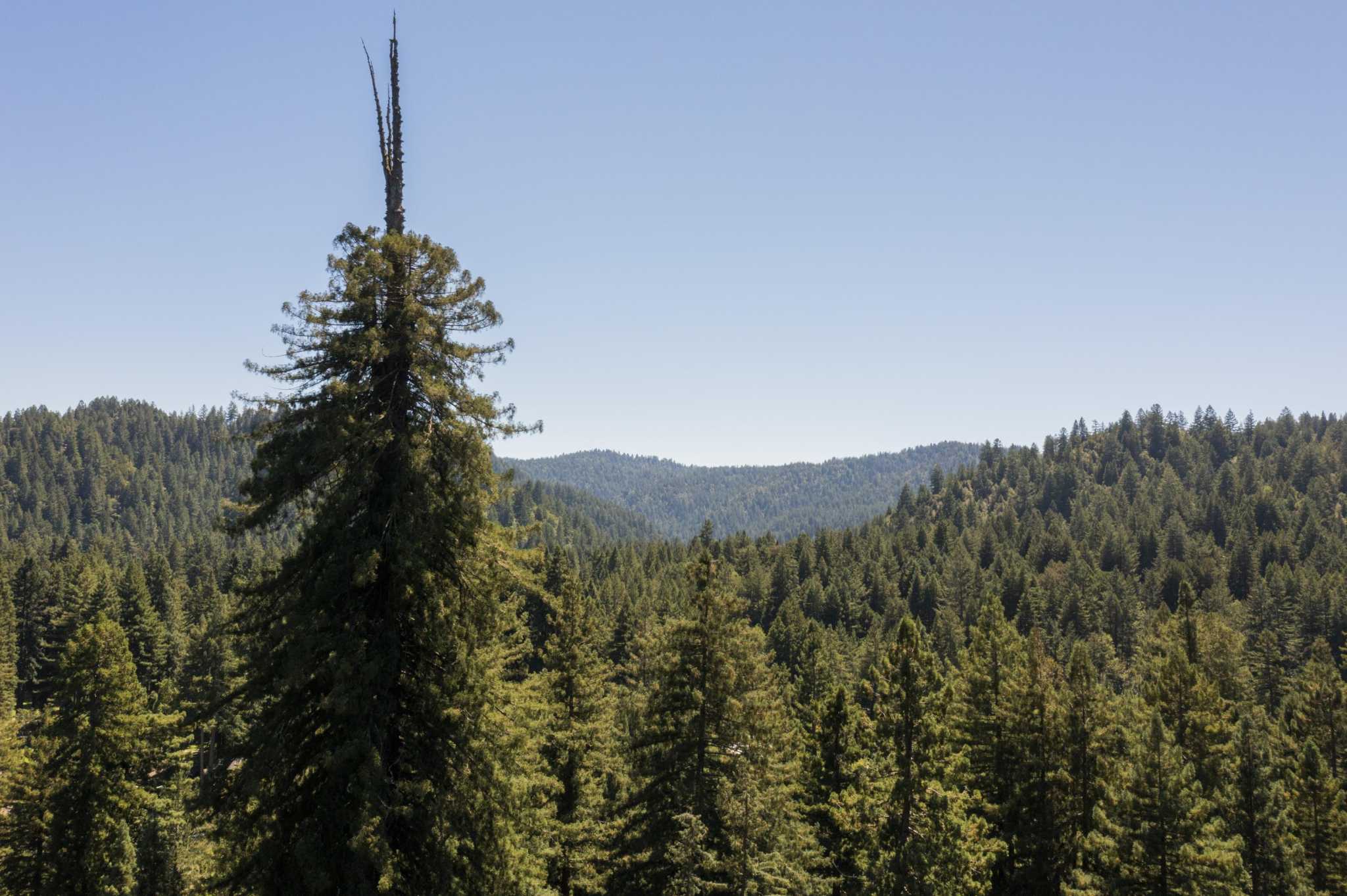 Saving A 2 000 year old Redwood One Of California s Tallest