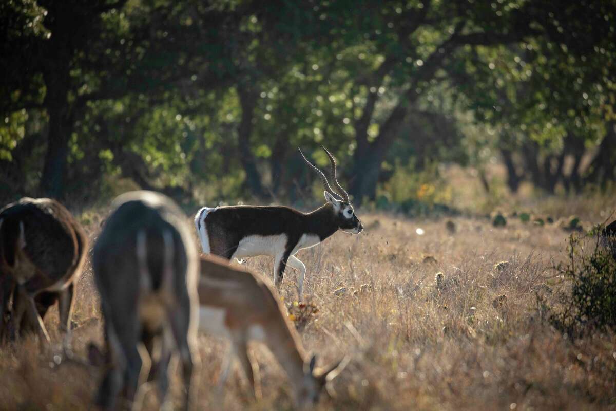 The $21 million Highveld Ranch is now for sale in Real County.
