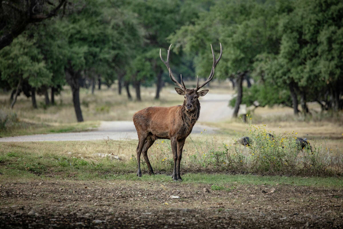 The $21 million Highveld Ranch is now for sale in Real County.