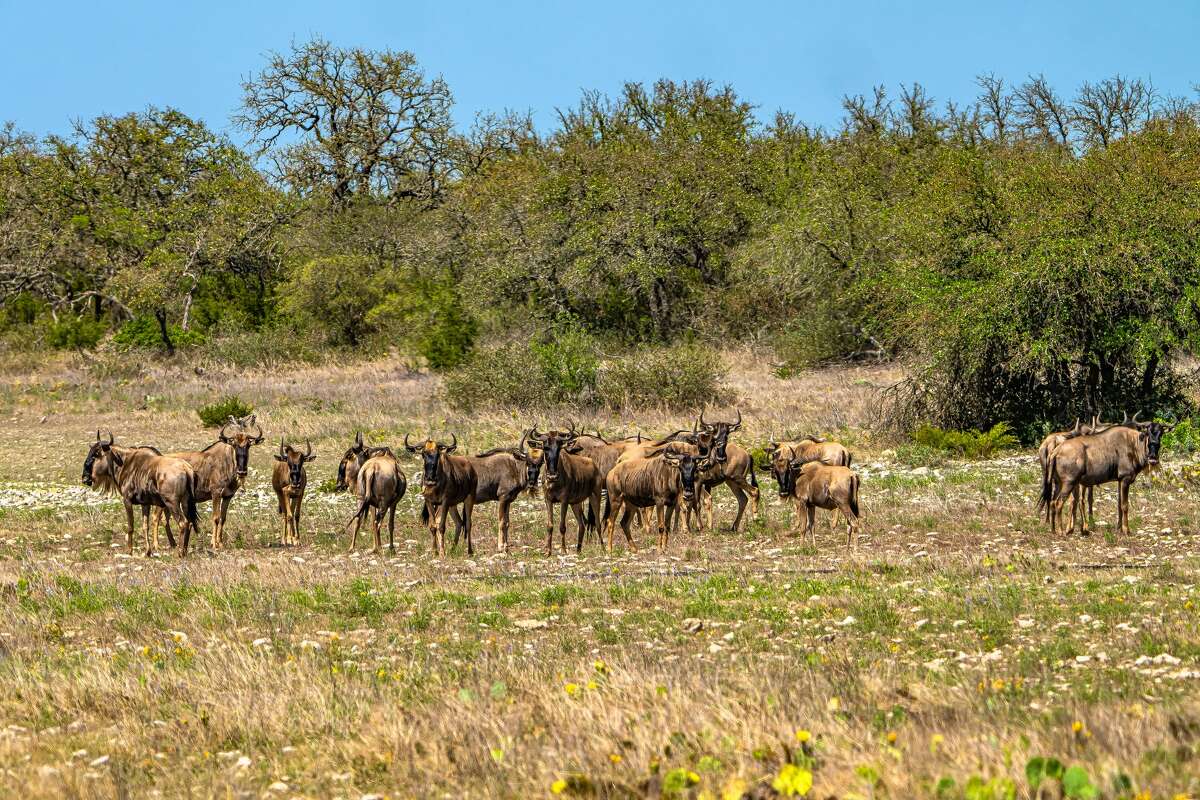 The $21 million Highveld Ranch is now for sale in Real County.