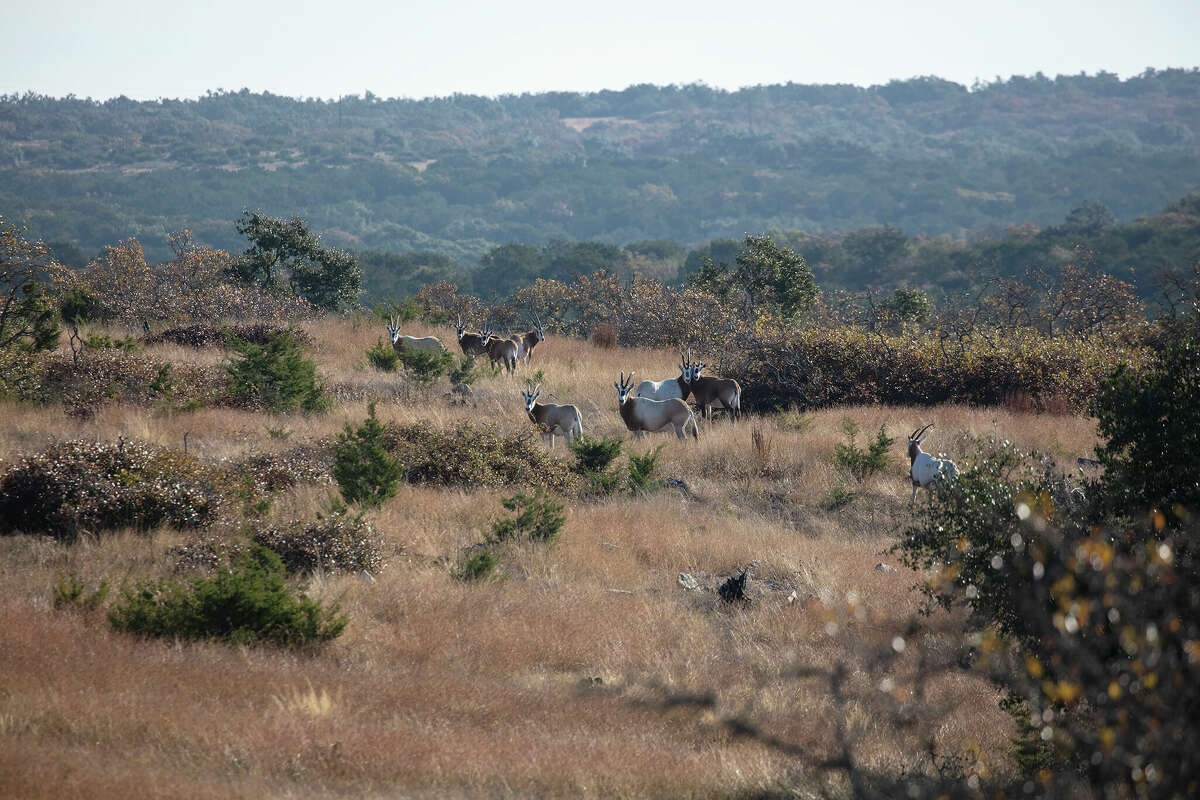 The $21 million Highveld Ranch is now for sale in Real County.