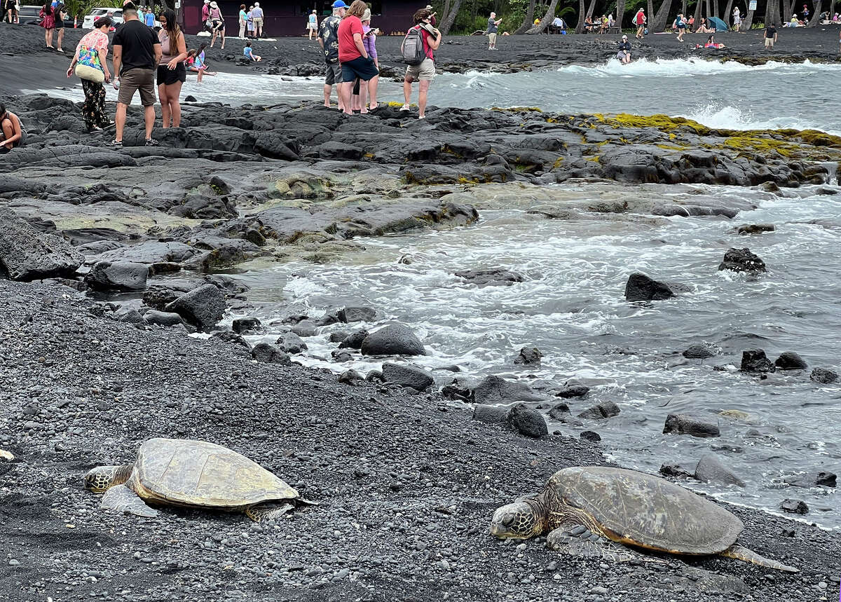 At Punaluu's black sand beach, turtles are often seen basking in the sun. 