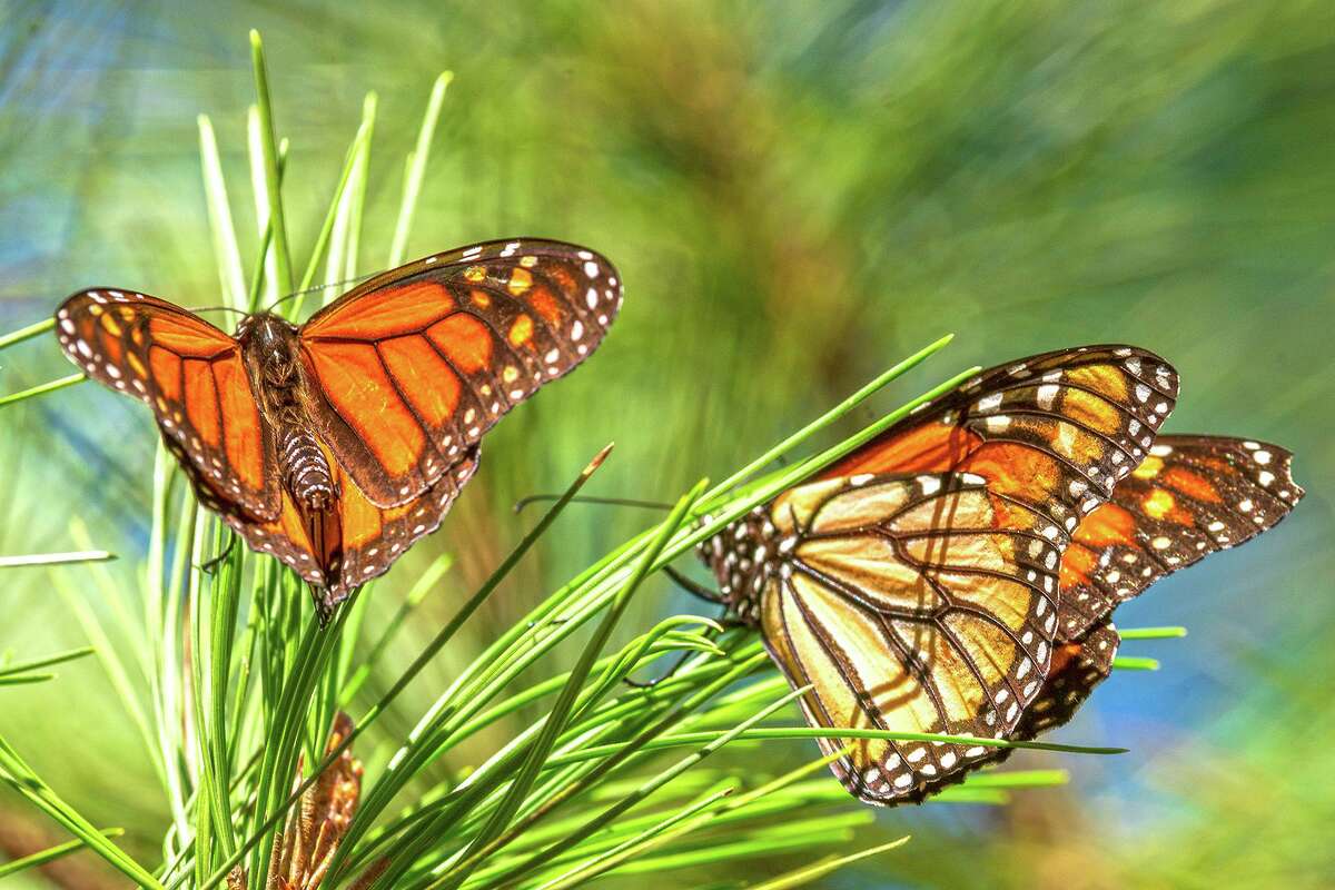 The International Union for the Conservation of Nature has listed monarch butterflies as endangered as their population declines.