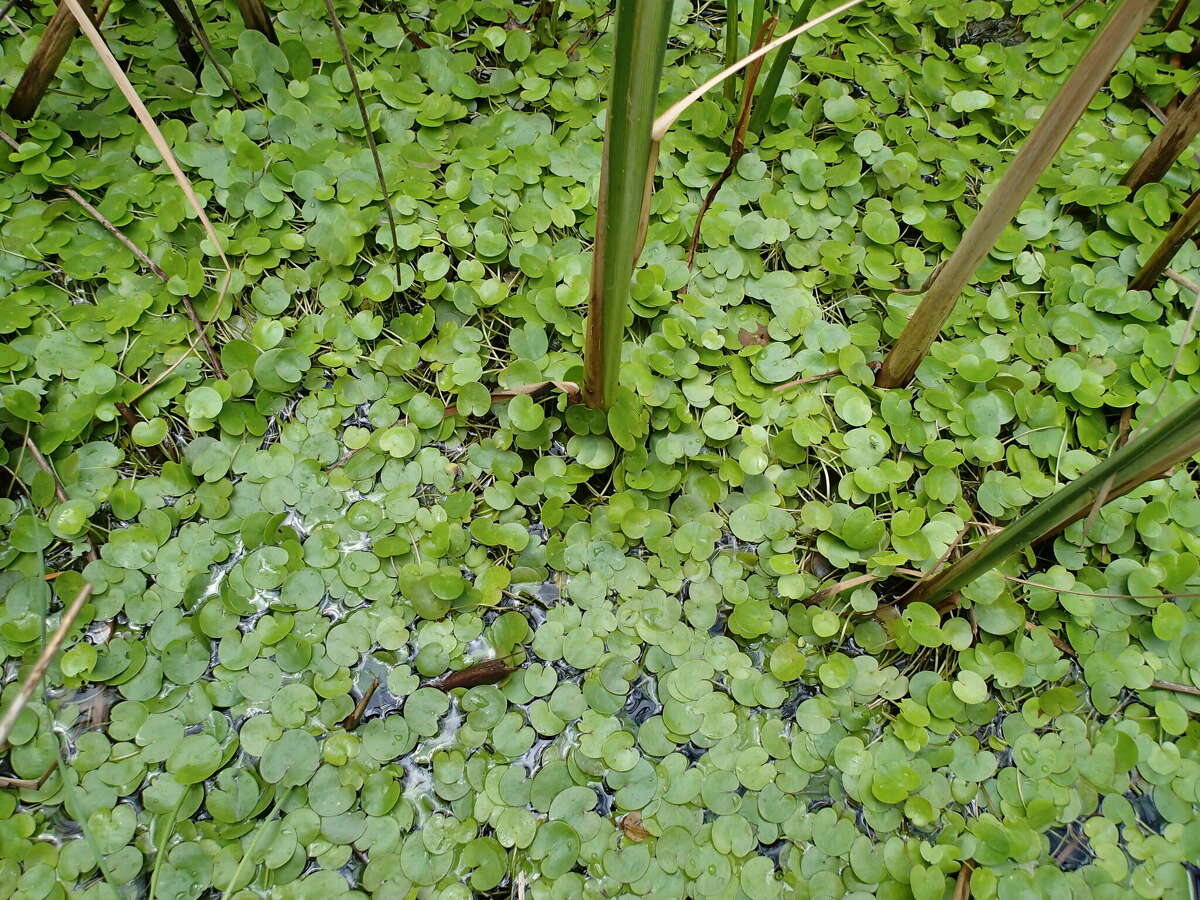 Frogbit only becomes more of a problem around the Saginaw Bay area.
