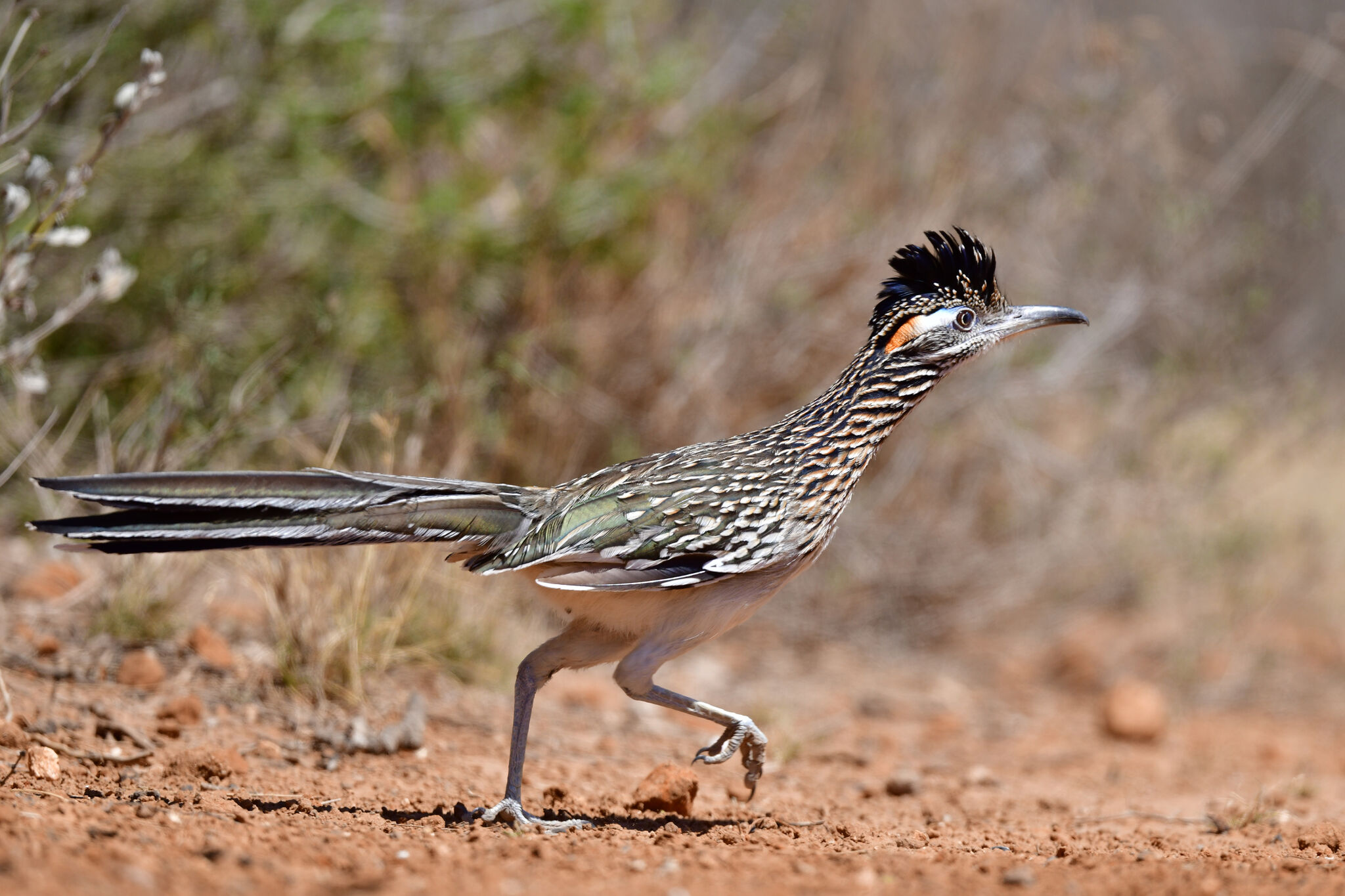 New Texas roadrunner license plate launches for state conservation funding