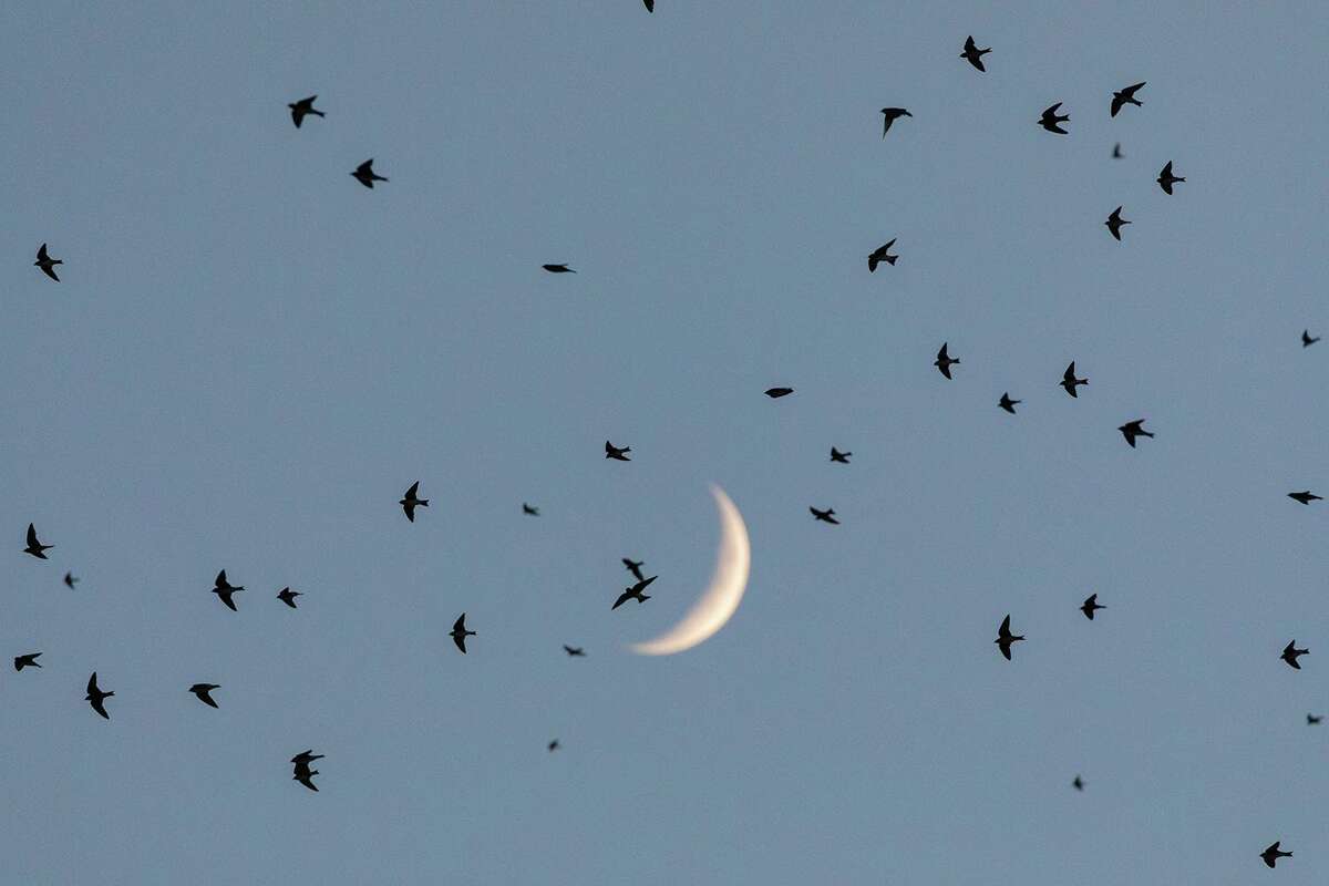 Witness the huge numbers of purple martins gathering around town on their fall migration.
