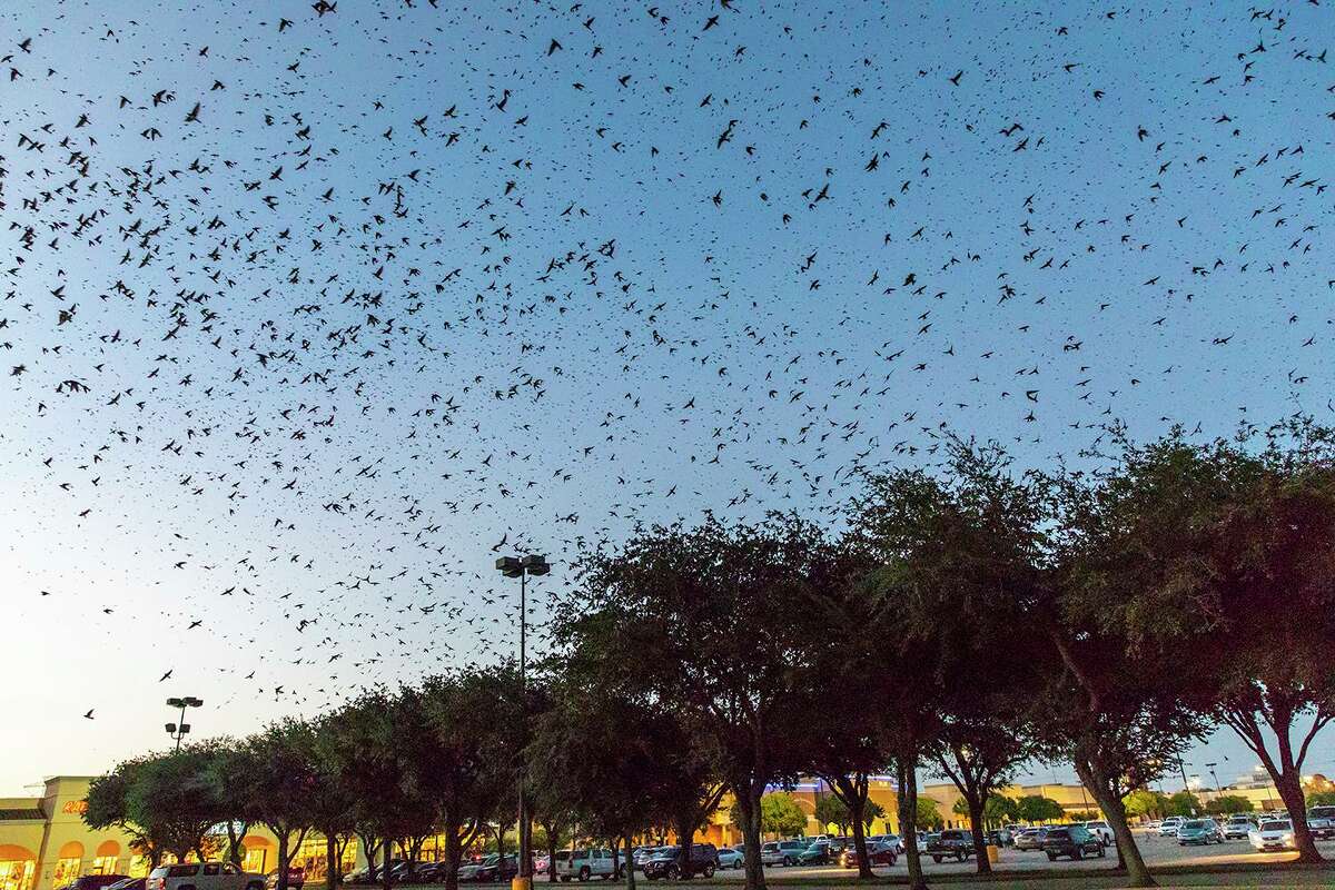 Purple martins gathering during the fall migration can make an impressive sight over area shopping centers.