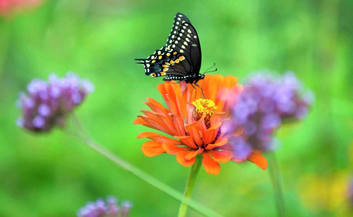 A Black Swallowtail butterfly perches on a flower at the Cove Island Wildlife Sanctuary Butterfly Garden in Stamford, Connecticut in 2018.