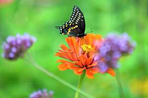 Robert Miller: How you can help save the butterflies