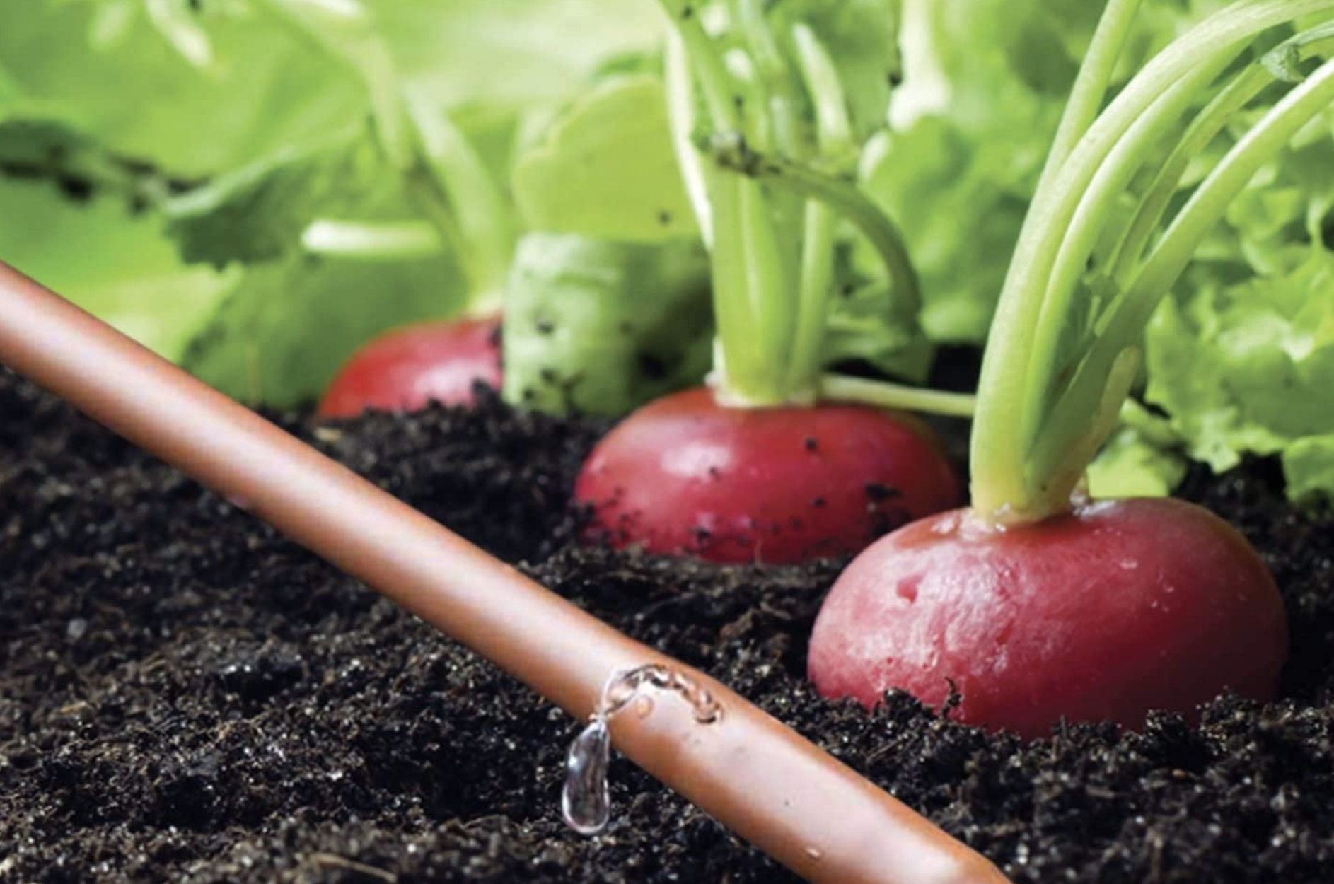 The best drip irrigation systems for outdoor plants