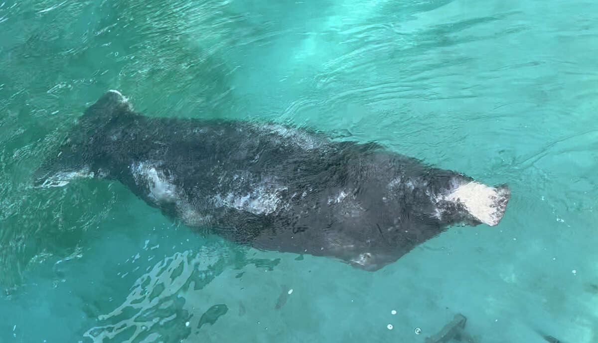 The manatee spent eight months recovering at SeaWorld San Antonio after being found in Texas waters.
