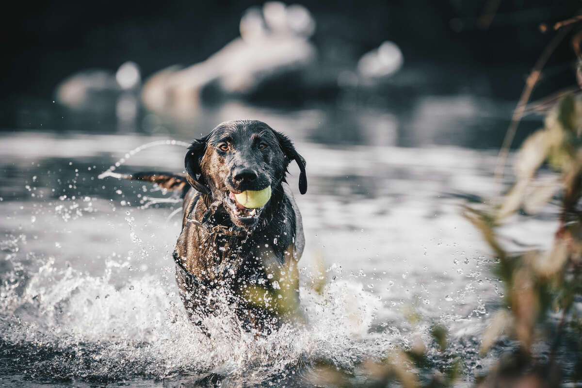 are dogs allowed at barton springs