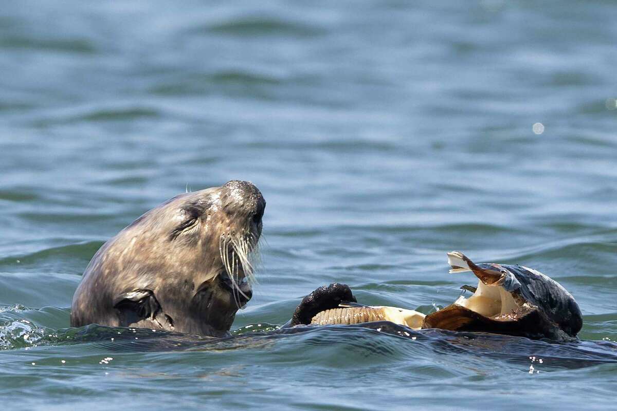 A sea otter eats a giant clam while swimming in the Moss Landing Harbor in May. It’s possible to reintroduce otters to San Francisco Bay and points north, a federal study says — but whether that will actually happen is uncertain.