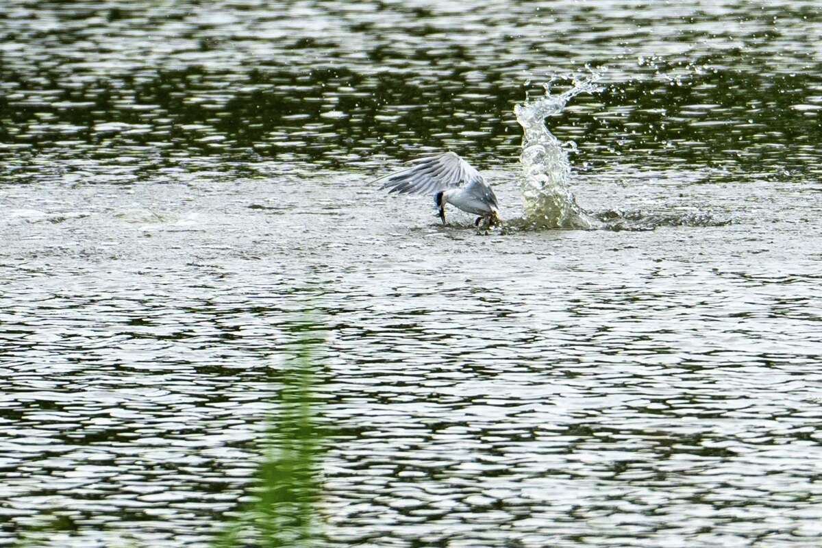 A tern snatches a fish out of the water in a pond at Exploration Green.