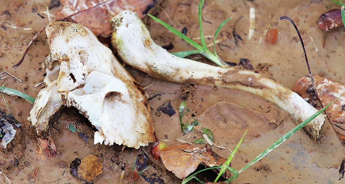 John Badman |  The Telegraph Two bones lay in the mud outside a groundhog hole in Alton City Cemetery on Thursday. 