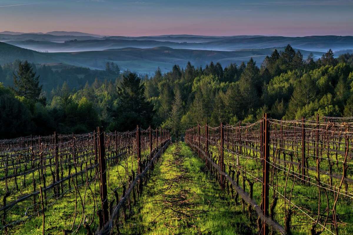 Platt Vineyard, located a few miles from the ocean on the Sonoma Coast, has sold to a French conglomerate for an undisclosed price.