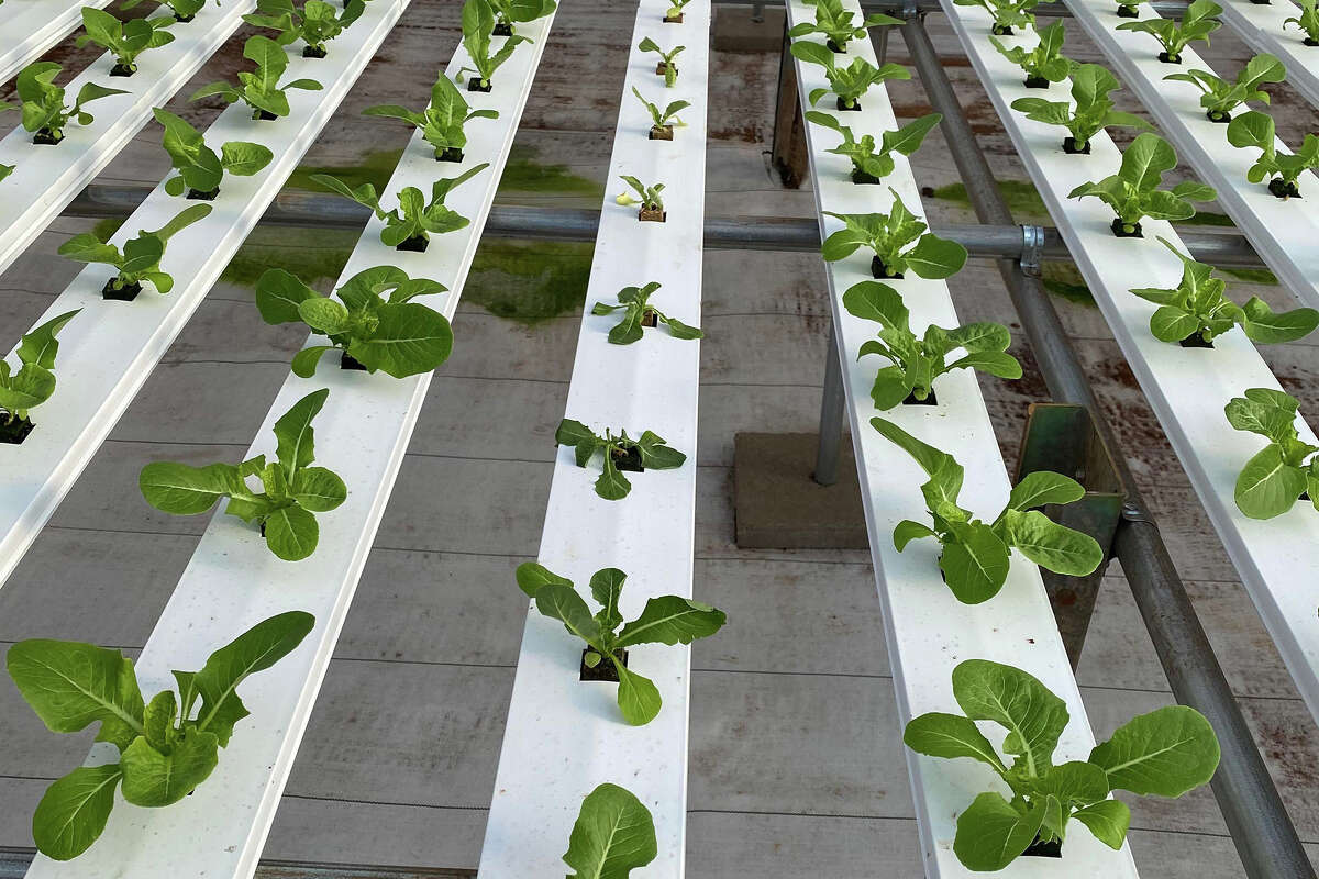 Sensei Farms produce is grown hydroponically in climate-controlled greenhouses using 90% less waterthan traditional farming.