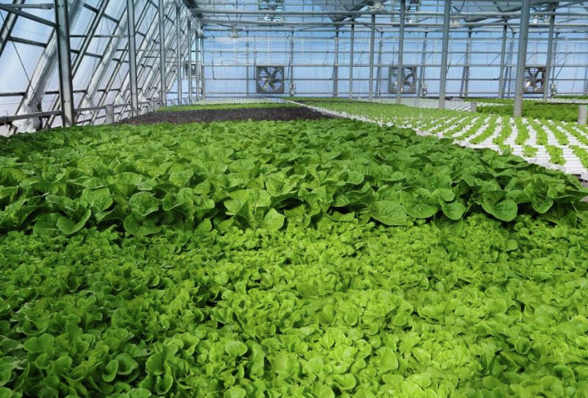 Inside Sensei Farms’ greenhouse on the island of Lanai, Hawaii. Its produce is now being sold around the the Islands.