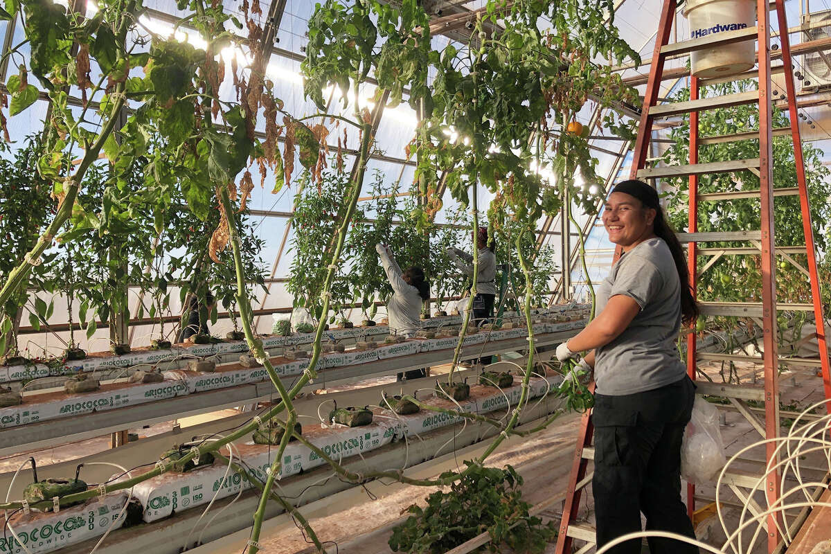 A team of farmers tends to the produce inside six greenhouses owned by Larry Ellison.