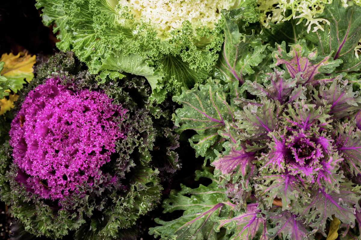 Ornamental kale provides beautiful color from early fall well into winter with frilly green outer leaves and pink, white or purple centers.