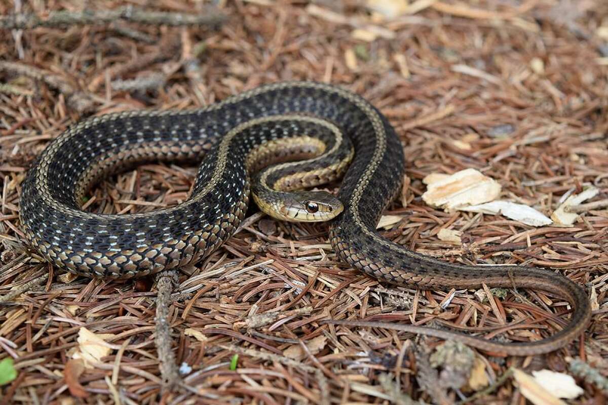 A garter snake. The species, one of the most common in North America, is found throughout Connecticut.