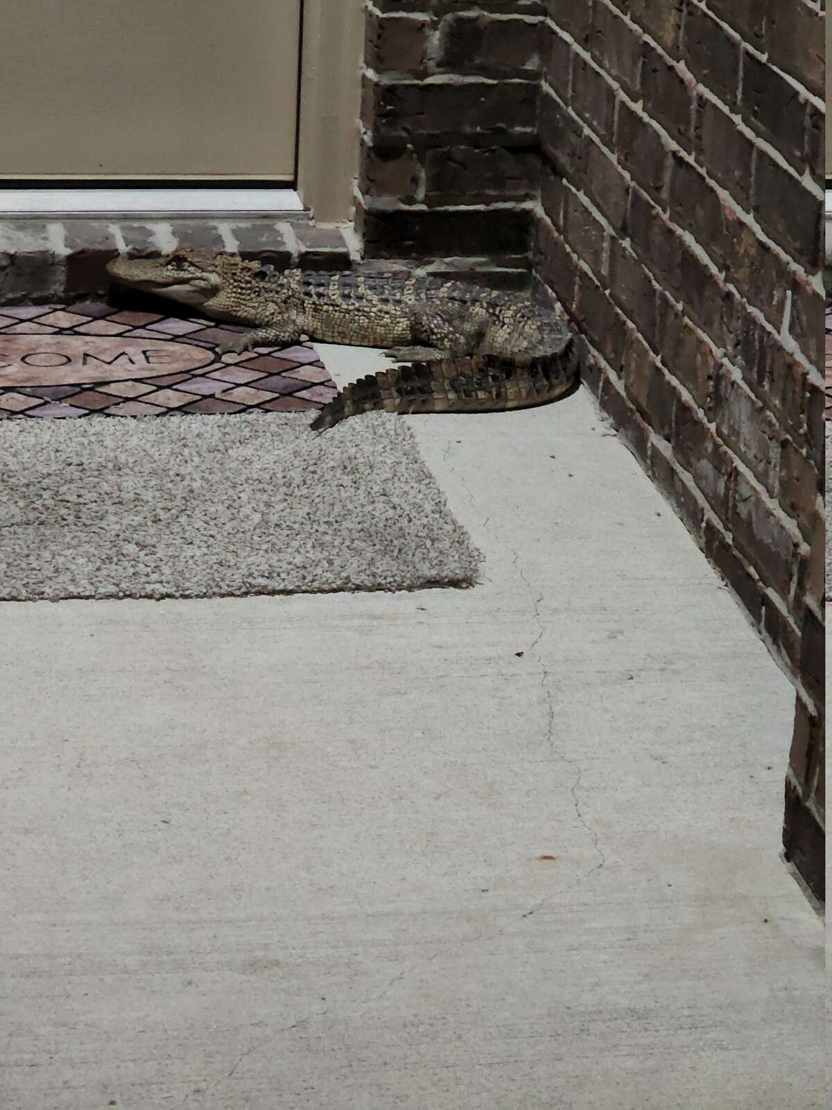 An alligator was at the front door of an Atascocita home Friday night. 