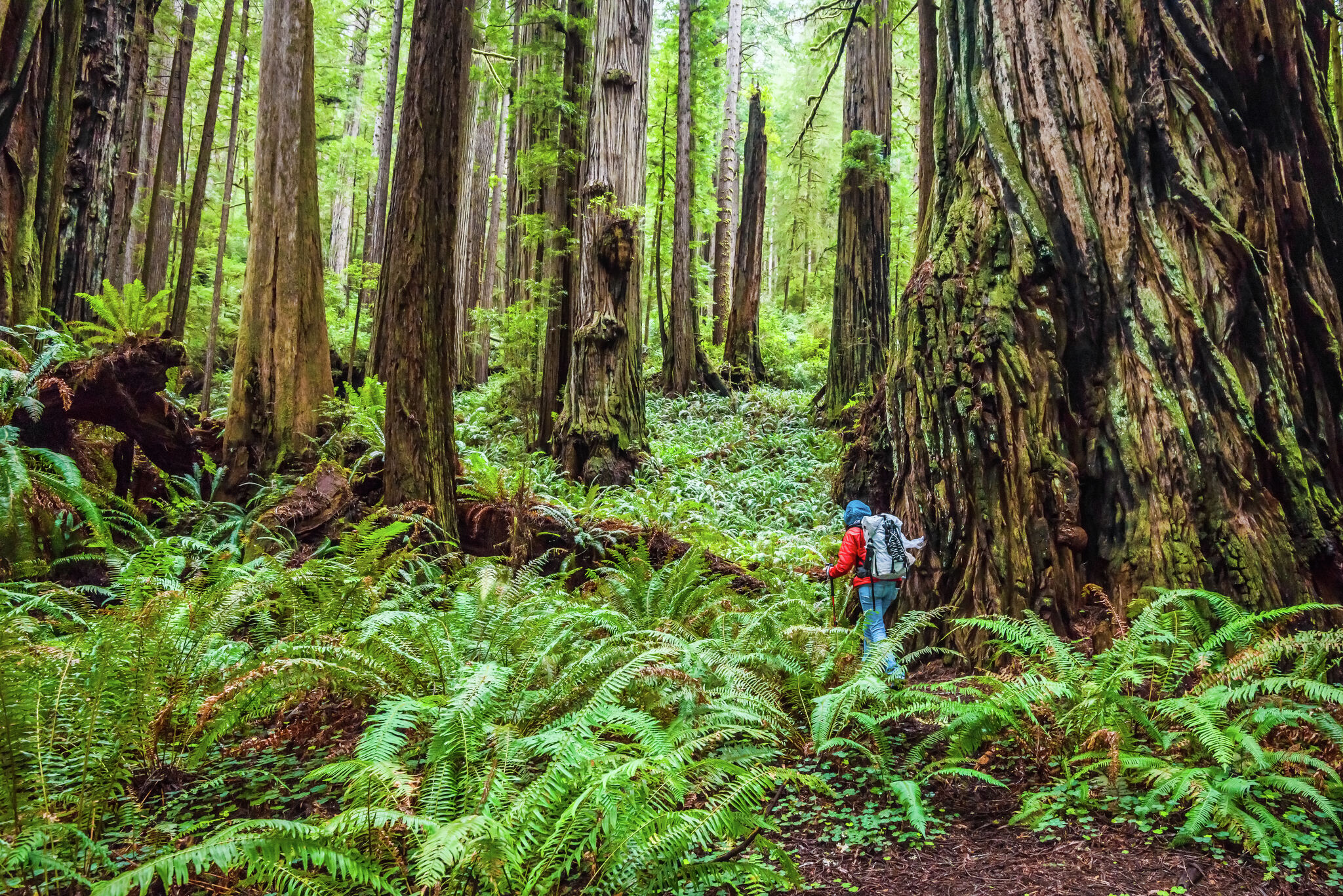 You Are No Longer Allowed To Visit The World s Tallest Tree