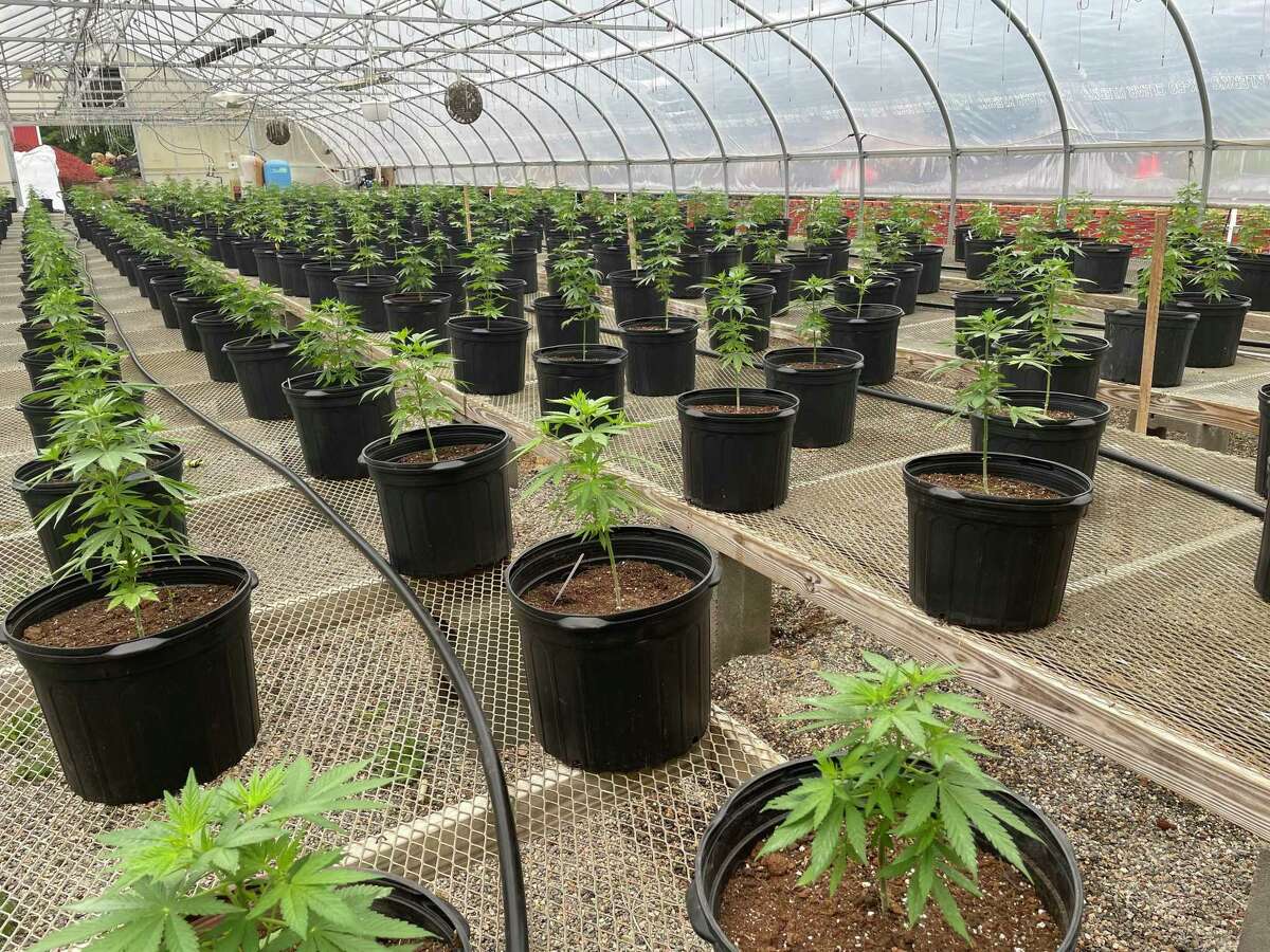 Becky Goetsch, owner of Killingworth's Running Brook Hemp, grows marijuana plants heavy with CBD.