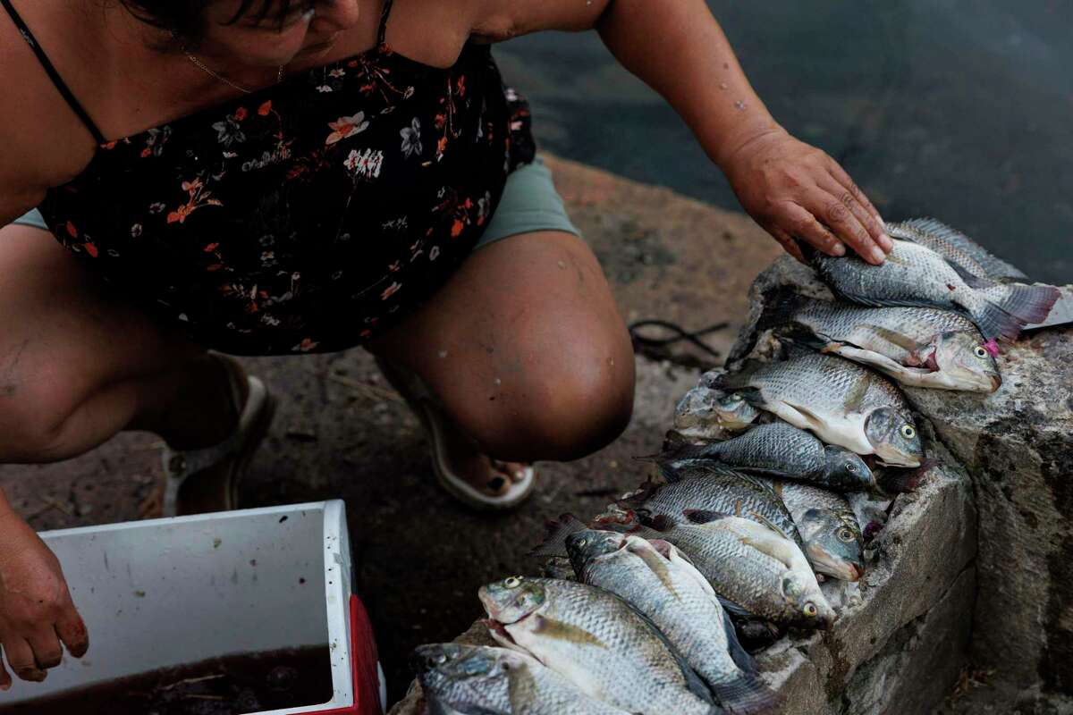Liliana Mendoza of El Paso guts and cleans tilapia that her husband Faustino Mendoza caught in the San Antonio River at Brackenridge Park Thursday evening, July 28, 2022. The couple traveled from El Paso by car during a vacation with their children and grandchildren to visit family friends.