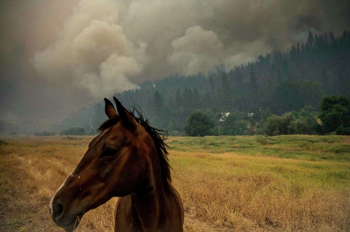 当麦金尼大火在克拉马斯国家森林燃烧时，一匹马在牧场上吃草。