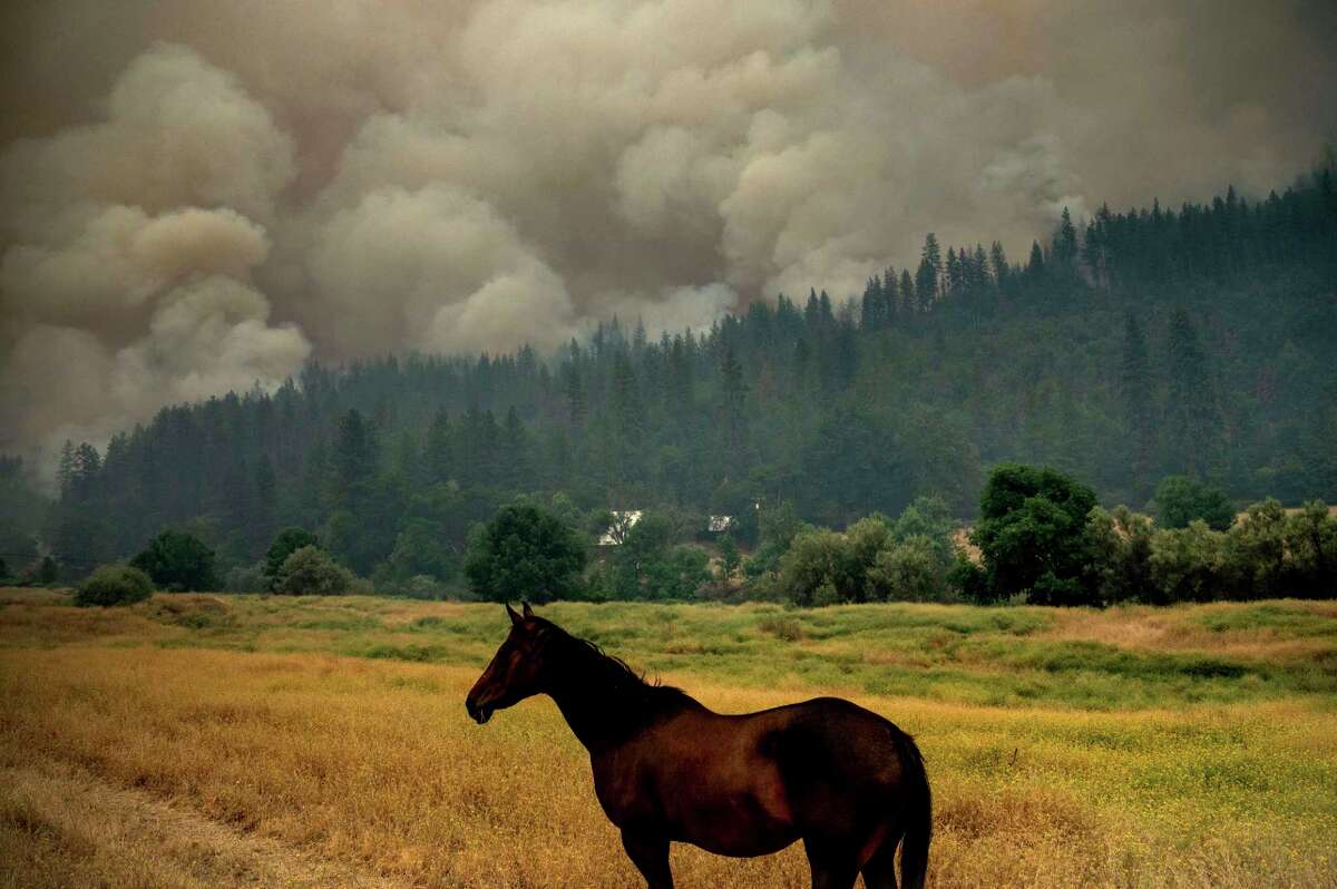 A horse grazes in a pasture as the McKinney Fire burns in Klamath National Forest, Calif., Saturday, July 30, 2022.