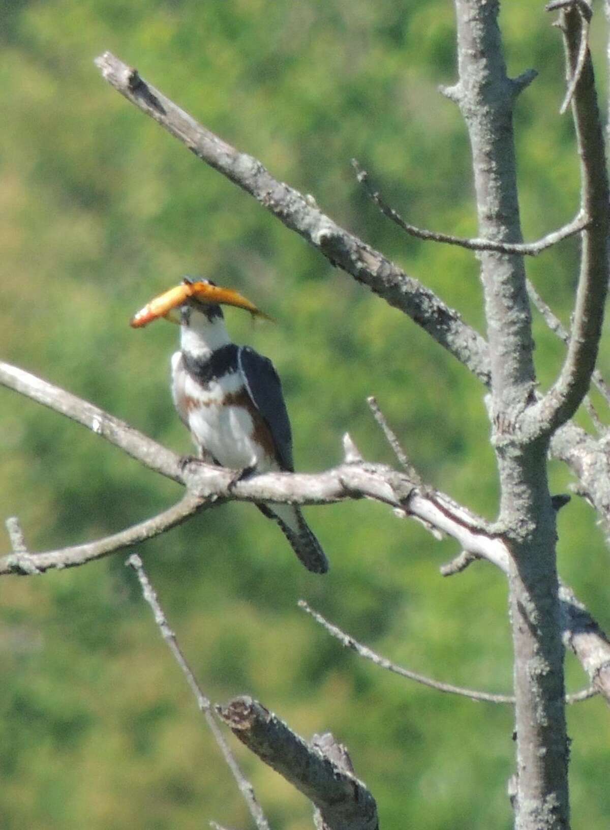 A female banded kingfisher perches with a freshly caught fish in Wildlife Recovery Association's Little Swamp Sanctuary.