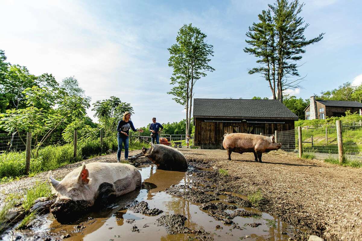 Three of the four resident pigs, DJ, Dolphin and Mozza; they all love mud baths, belly rubs, and getting treats, especially peanuts.