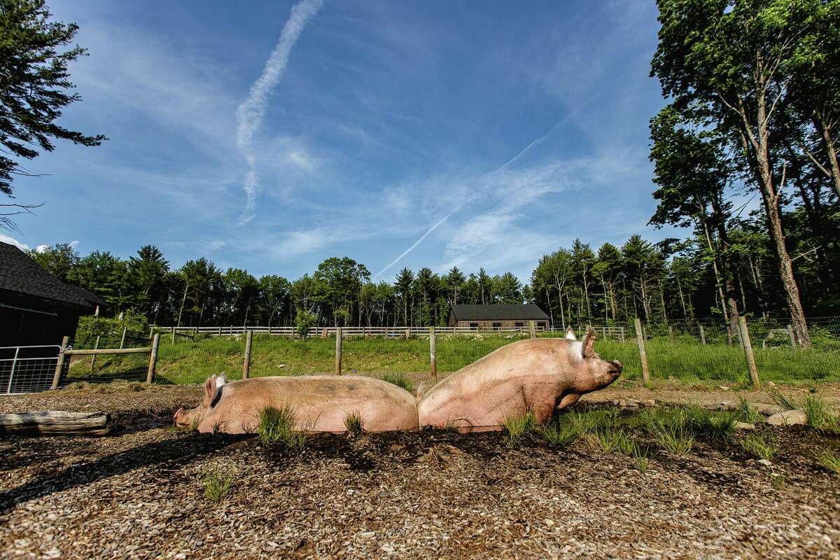 DJ (pictured at left) is a Yorkshire Cross pig rescued from a college agriculture program. He loves mud baths and exploring in the forest. Dolphin (at right) and Beanie Tofu (not pictured) are “the pink girls,” 5-year-old Yorkshire Cross pigs rescued from a college agriculture program.