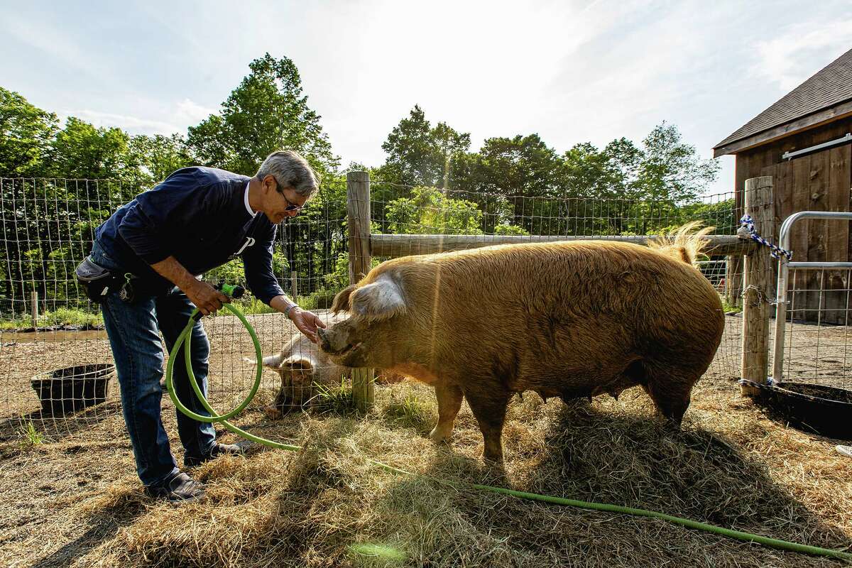 Mozza, a Duroc pig who came from a breeding farm, was slated for slaughter when the Farm Sanctuary rescued her and placed her with JP. She loves attention, rooting and a good belly rub. 