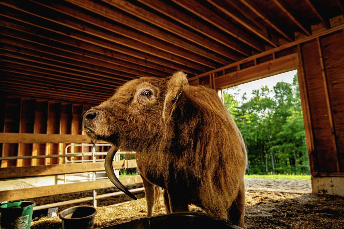 Ethan is a Scottish Highland steer who was rescued from the same meat-breeding farm as Belle. They call him a “gentle giant.”