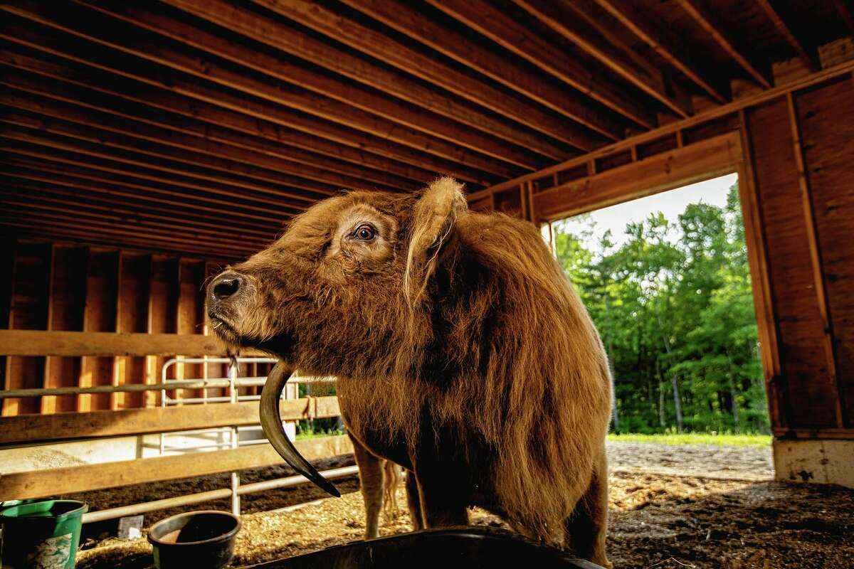 Rescued Farm Animals Up Close and Personal - Feature Shoot