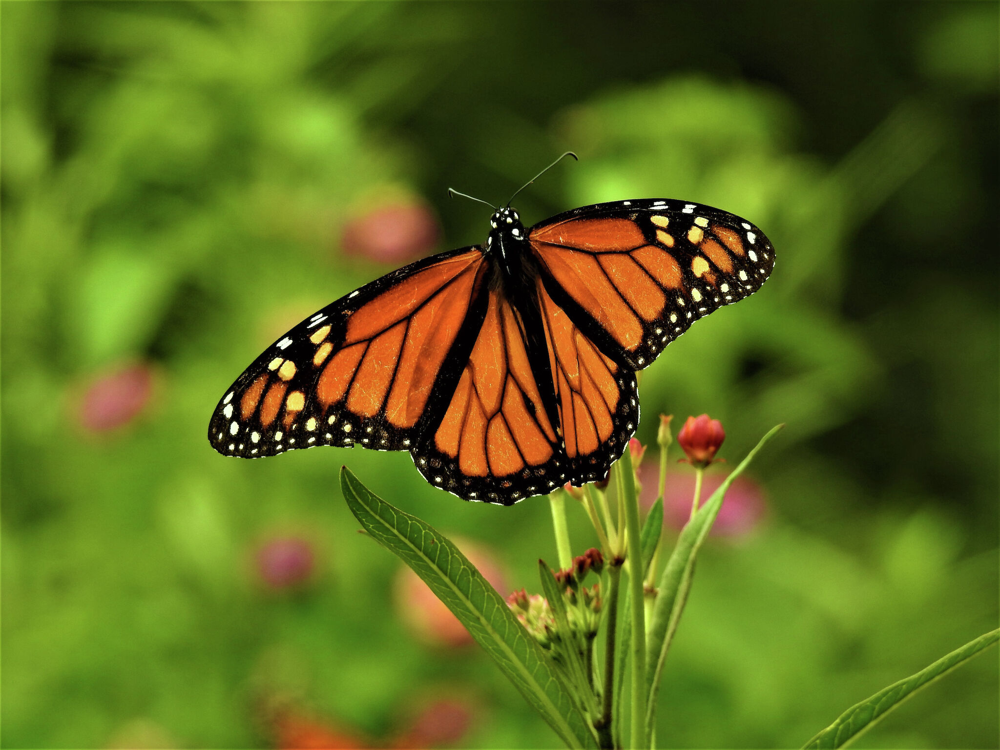 Migratory monarch butterfly now Endangered - IUCN Red List - Press