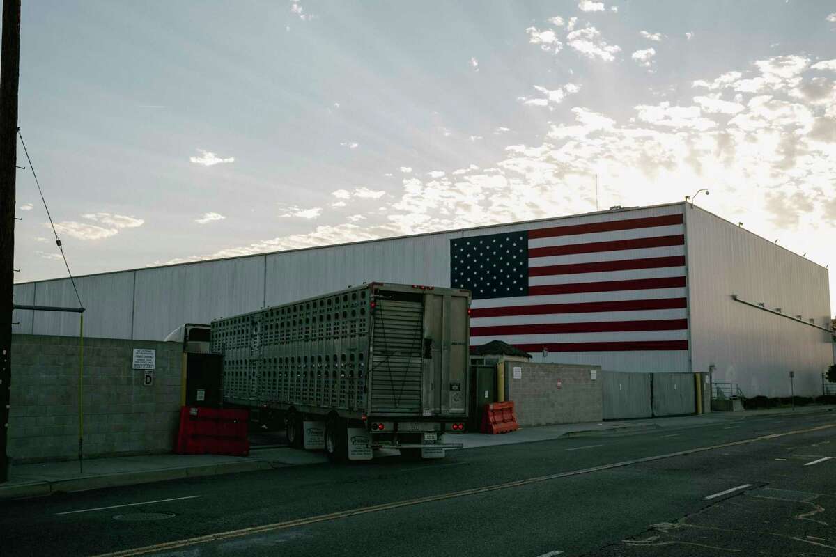A truck carrying pigs arrives at the Smithfield Foods plant, in Los Angeles, on July 18, 2022. Animal rights activists have sometimes protested outside. (Mark Abramson/The New York Times)