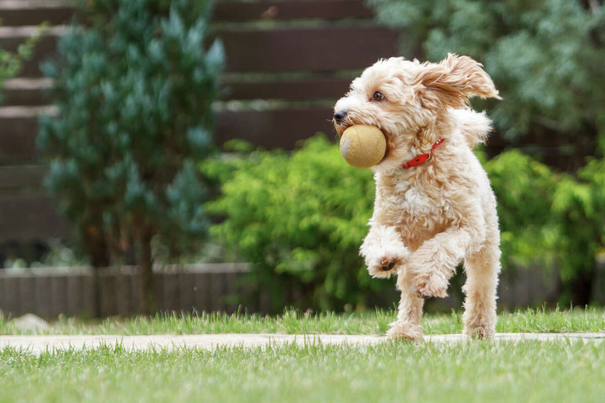 Sniffspot offers secure, private dog parks where doggies can romp to their heart’s content. 