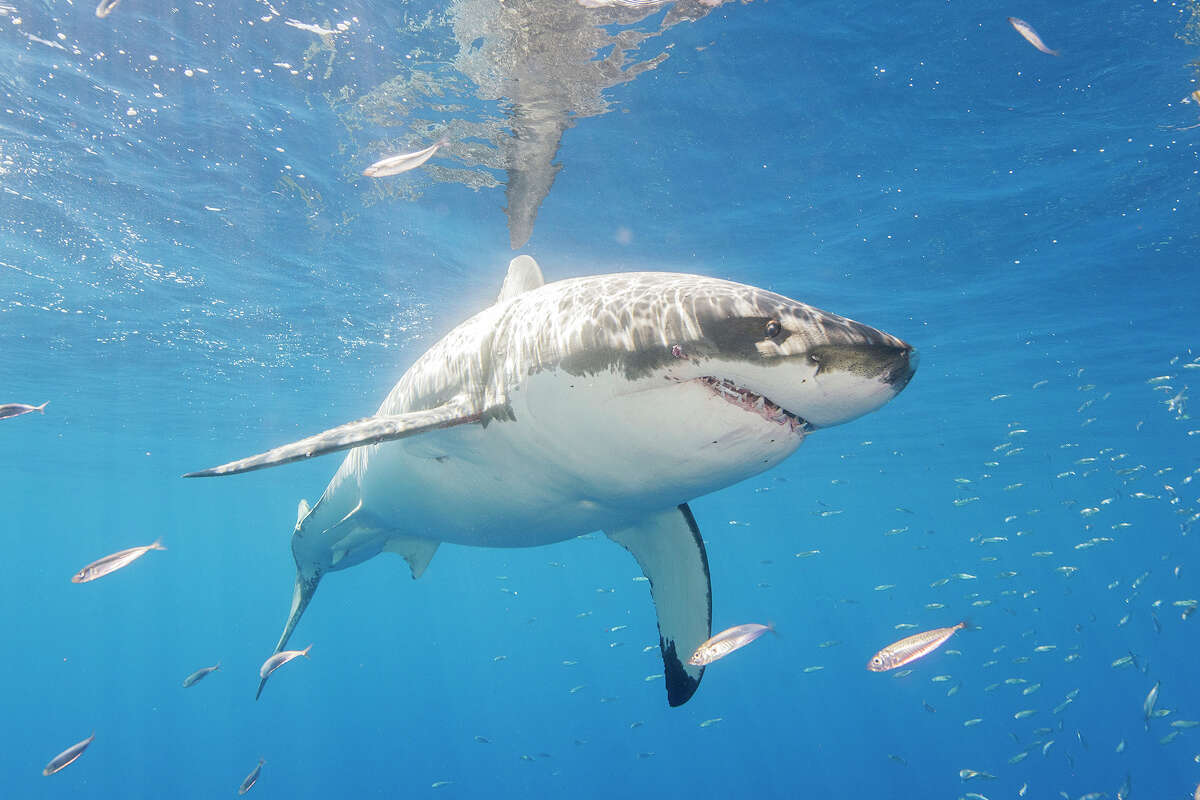 'Pattern change': Great white shark populations grow as Monterey Bay ...