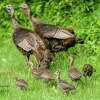 Connecticut’s Department of Energy and Environmental Protection (DEEP) asks residents to keep a tally of all sightings of hen turkeys, poults (young-of-the-year), and toms from now through August 31 as part of the Wildlife Division’s Annual Wild Turkey Brood Survey.