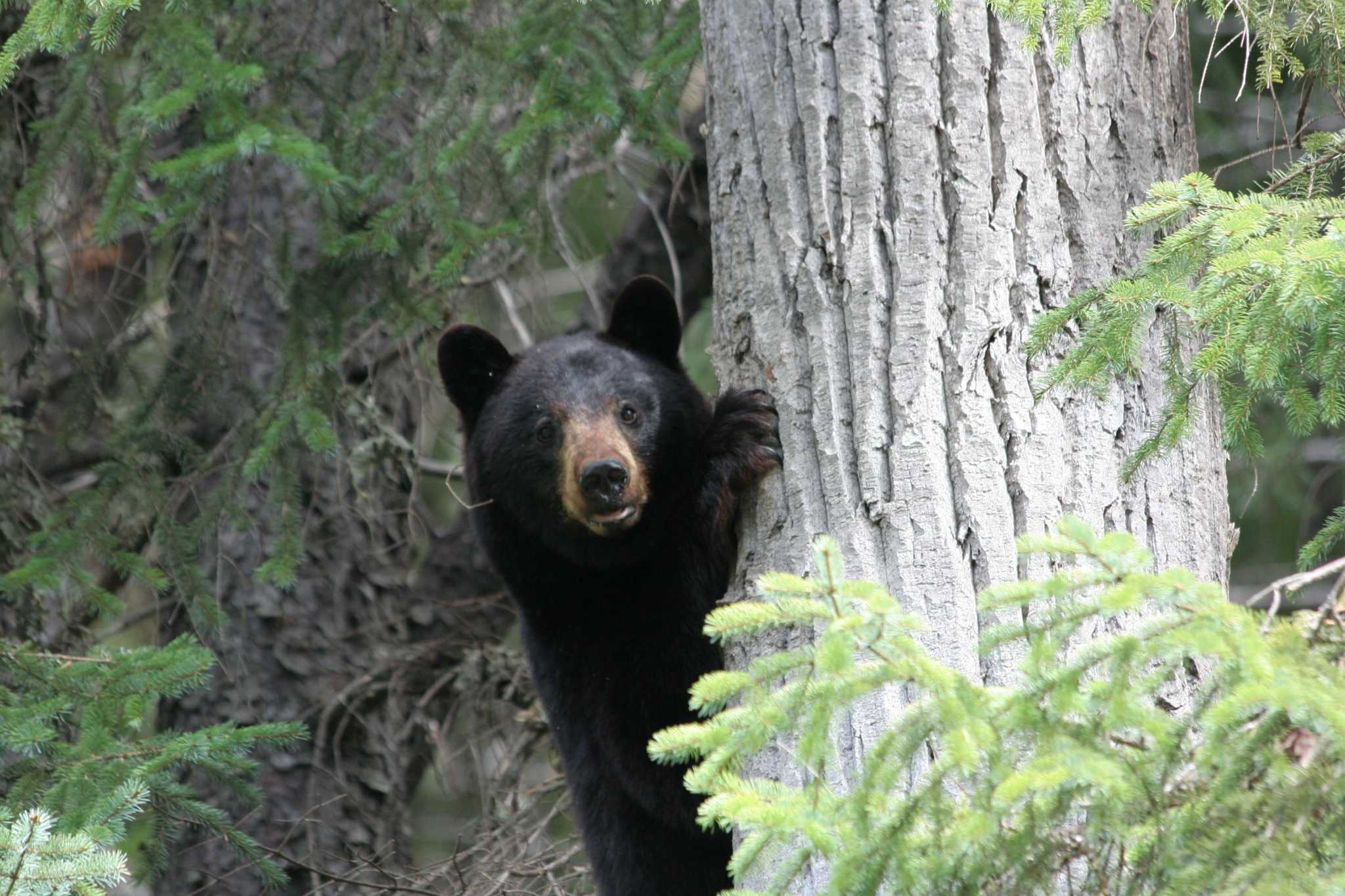 A bear broke into the same Connecticut home twice, DEEP says - Vimarsana News