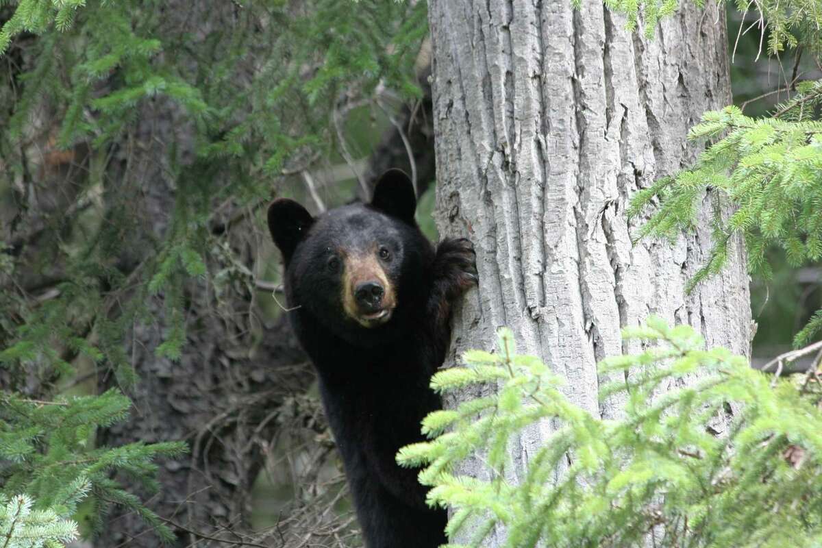 A black bear climbing a tree.