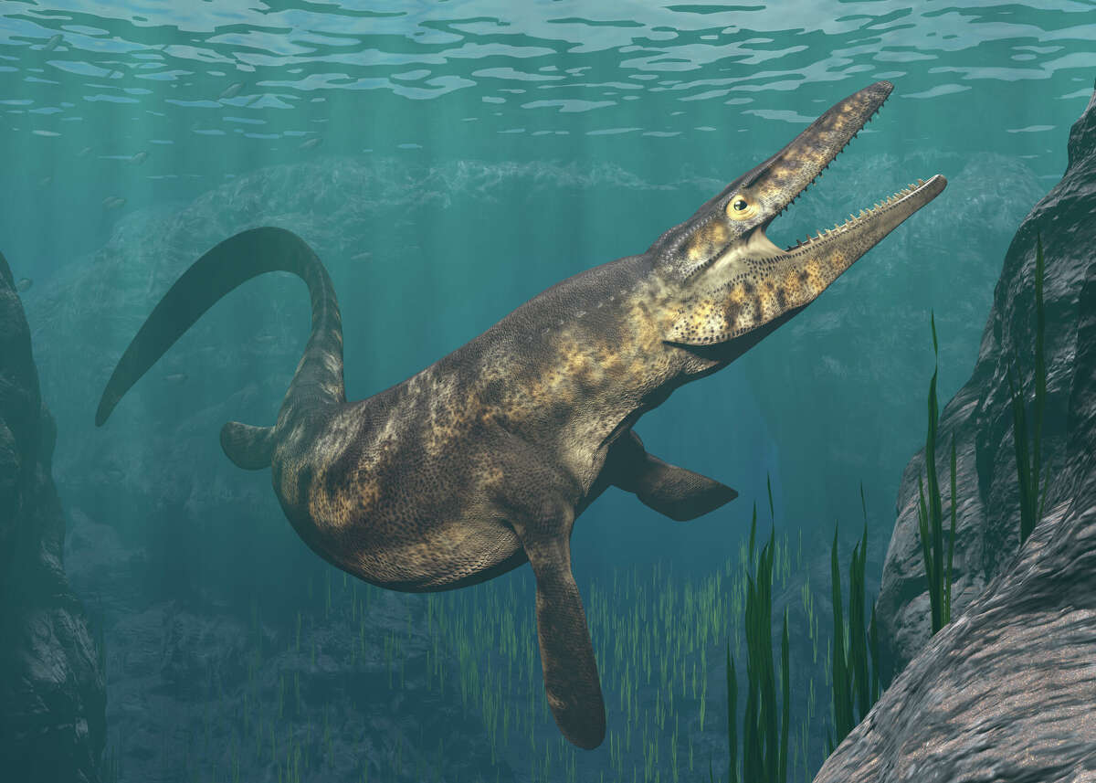 Illustration of a mosasaur swimming underwater. A top marine predator, mosasurs fed on turtles, sharks and even other mosasaurs